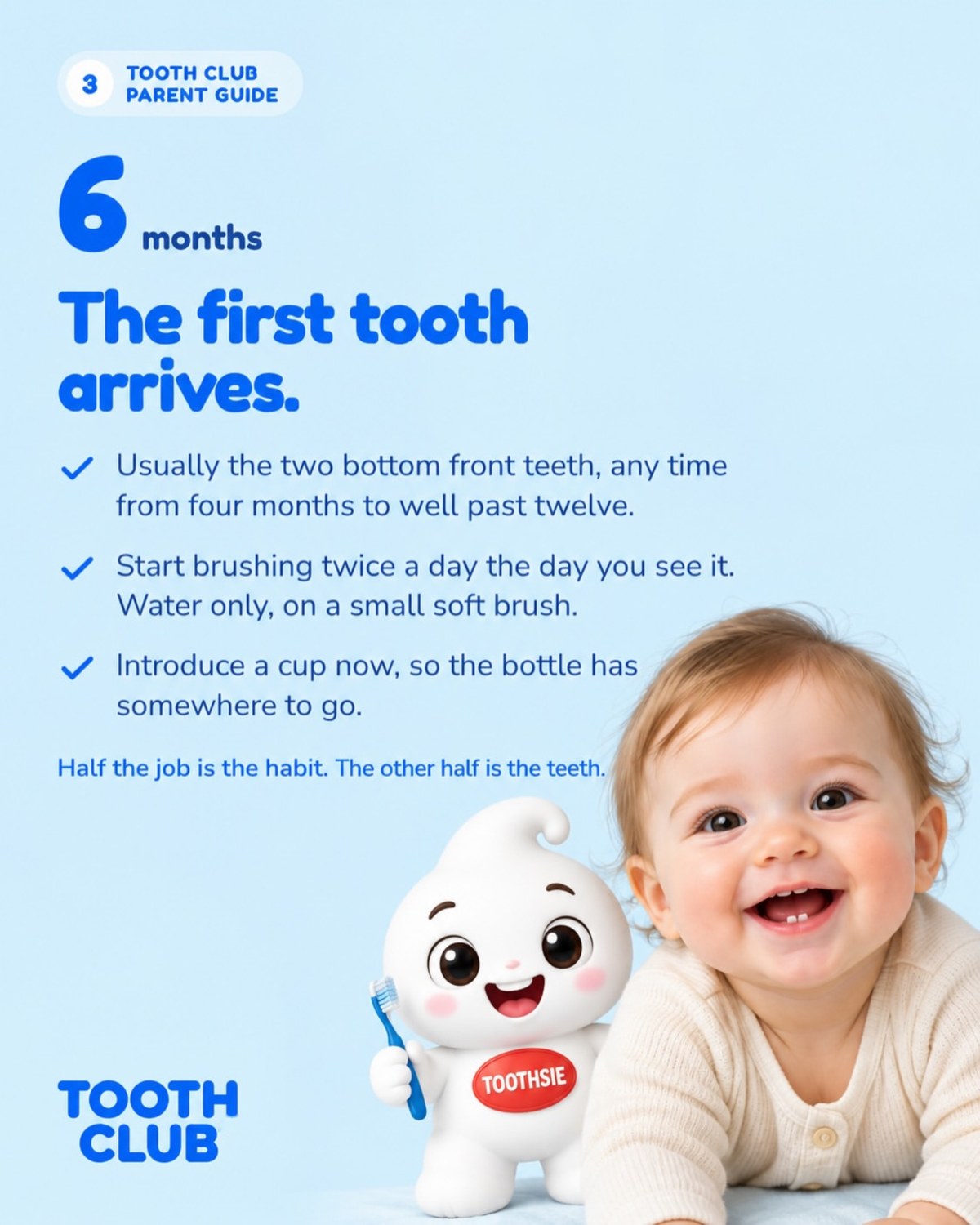 Slide 3: 6 months: the first tooth arrives